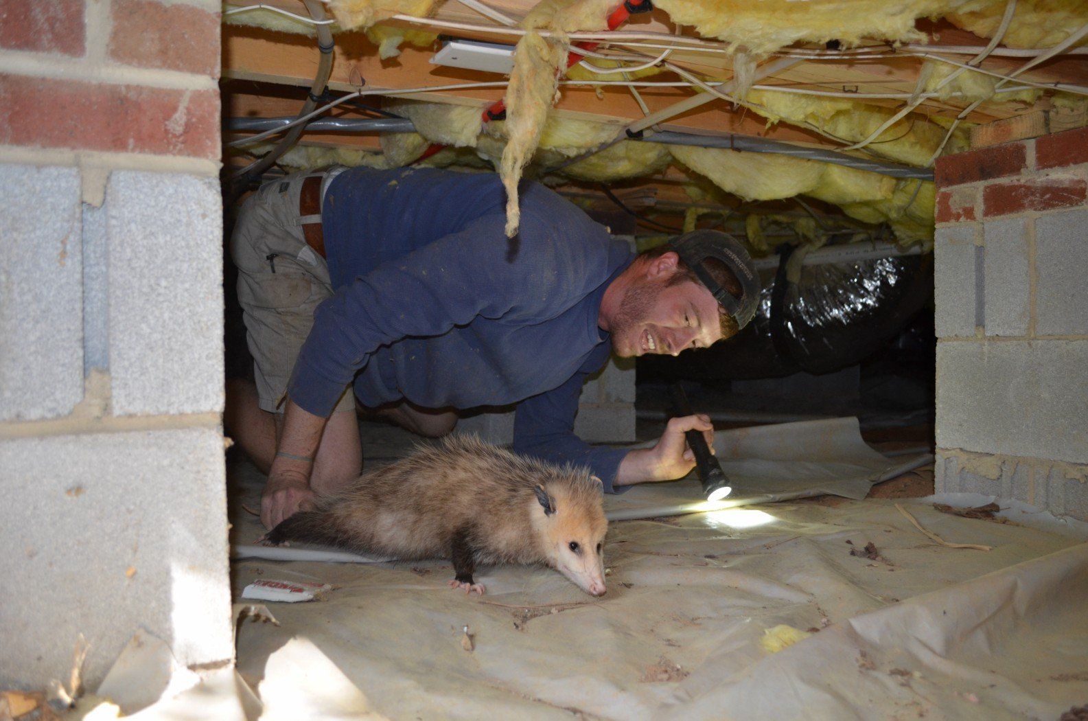 Opossum Removal Clayton,NC